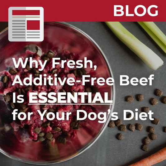 Why Fresh, Additive-Free Beef Is Essential for Your Dog’s Diet