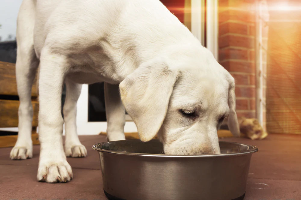 raw meat diet for dogs