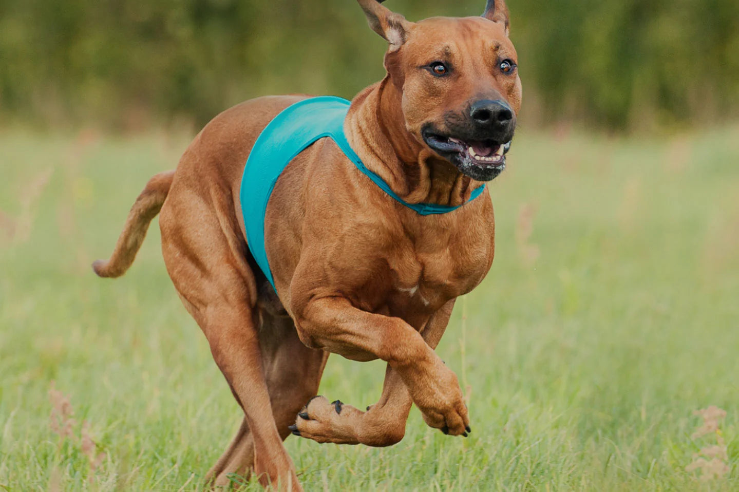 highest quality beef for dogs