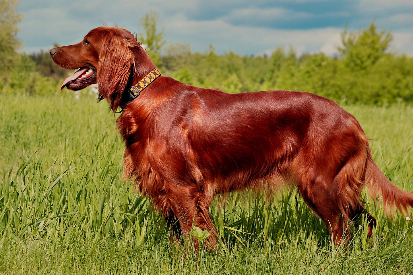 highest quality beef for dogs